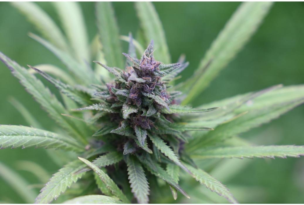 Produits de CBD pour la Santé