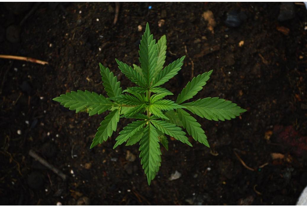 CBD versus THC