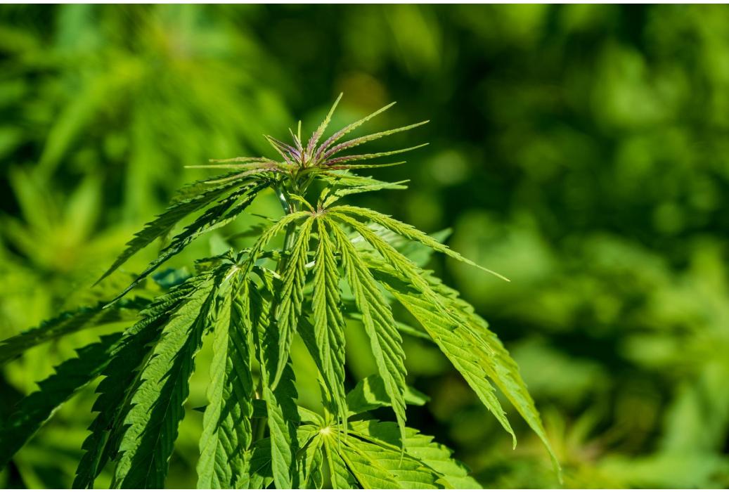 Peut-on emporter du CBD dans un avion ?