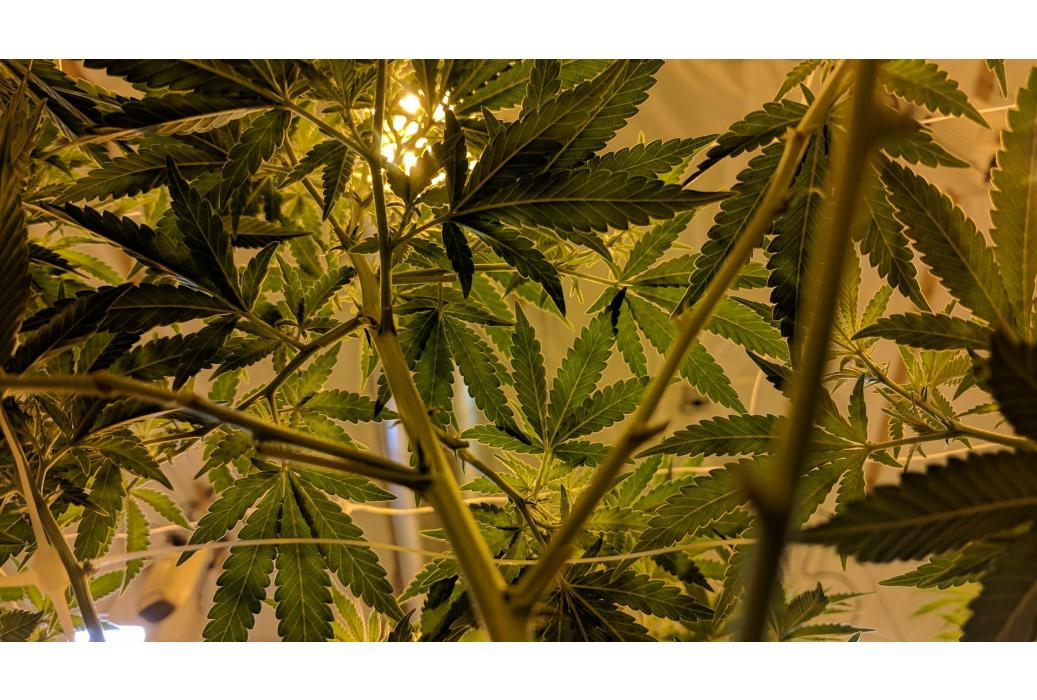 Quelle est la différence entre le CBD et le CBDA ?