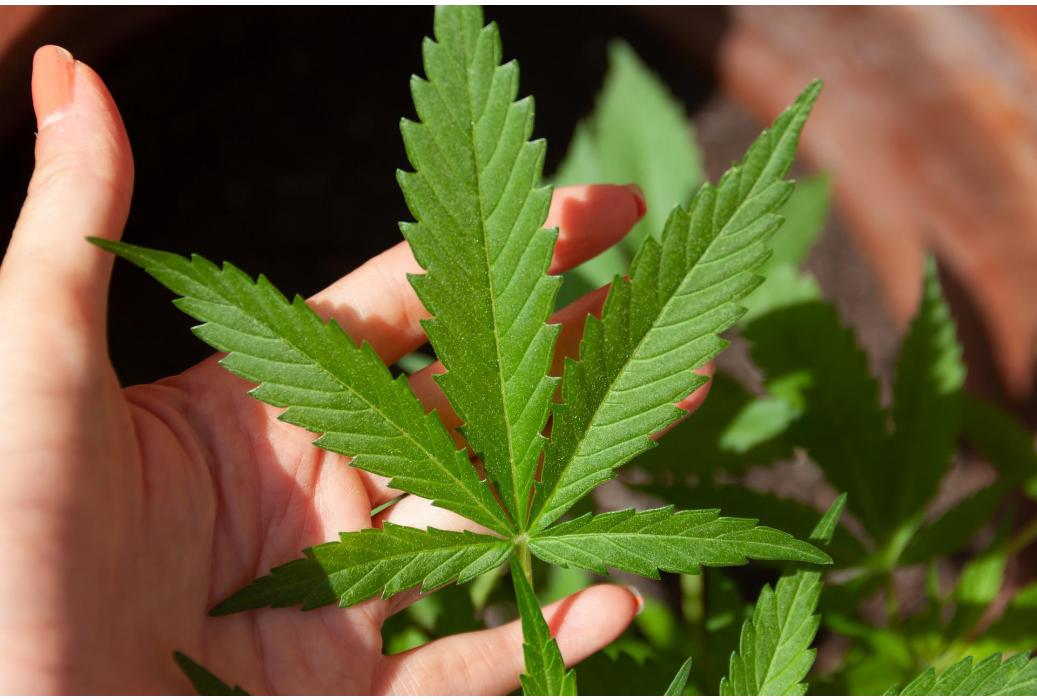 Quels sont les avantages des crèmes de CBD, comment les utiliser et où les acheter ?