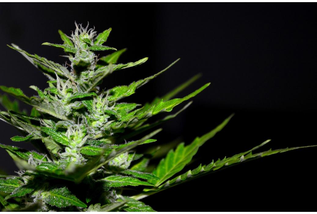 Pendant combien de temps le CBD peut-il être détecté ?