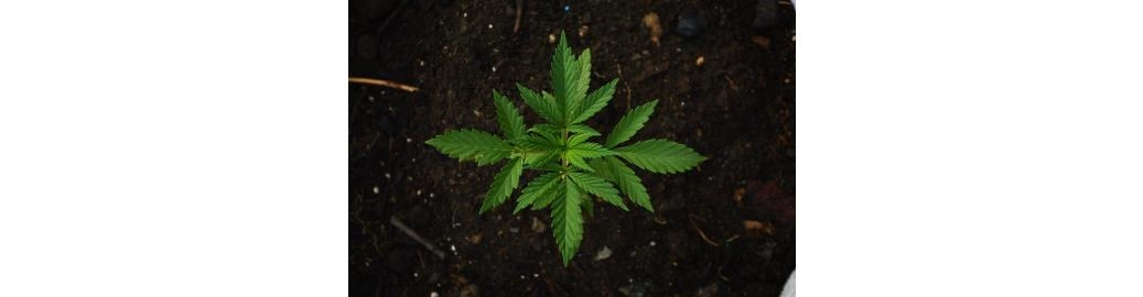 CBD versus THC