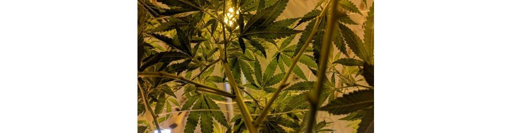 Was ist der Unterschied zwischen CBD und CBDA?