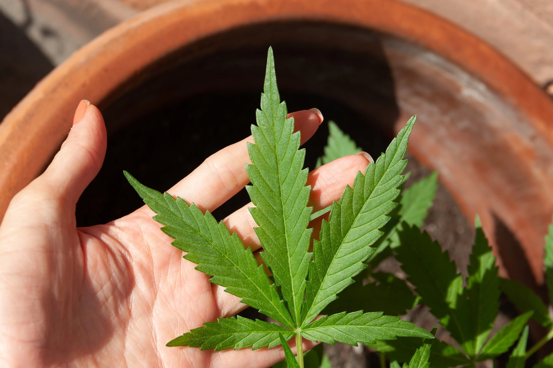 CBD versus THC